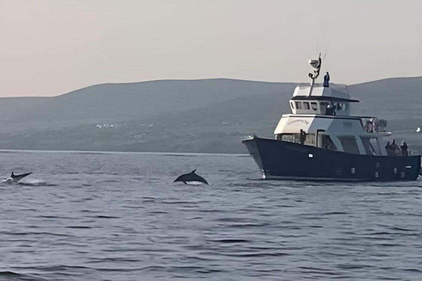 Un bote sobre aguas tranquilas con ballenas al fondo. 3