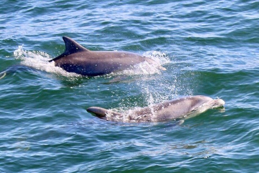 Dos delfines nadan en el océano. 5