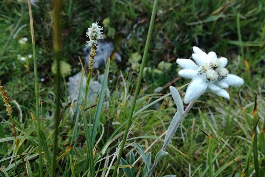 Edelweiss, a protected flower 1