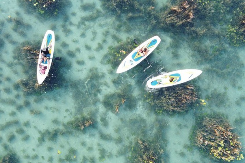 Three kayaks on clear water with visible aquatic plants. 3