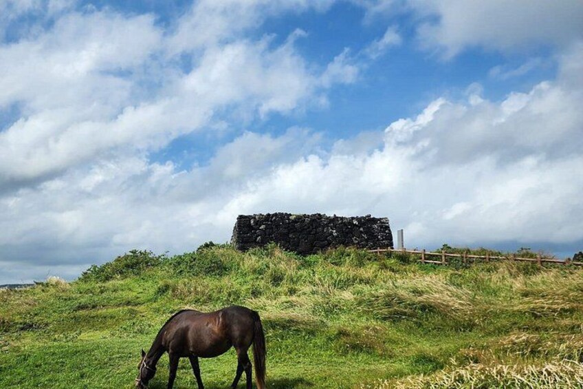 A horse grazing on a grassy hill with a stone structure in the background. 5