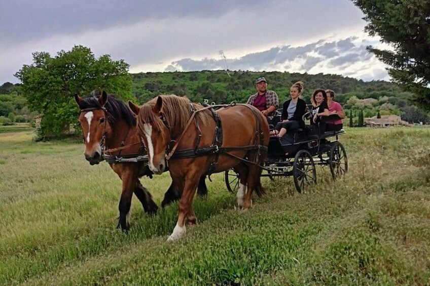 Carriage rides in the heart of the Luberon 3
