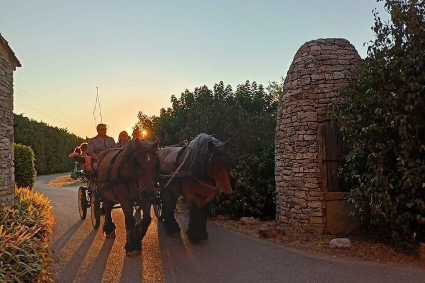 Carriage rides in the heart of the Luberon 3
