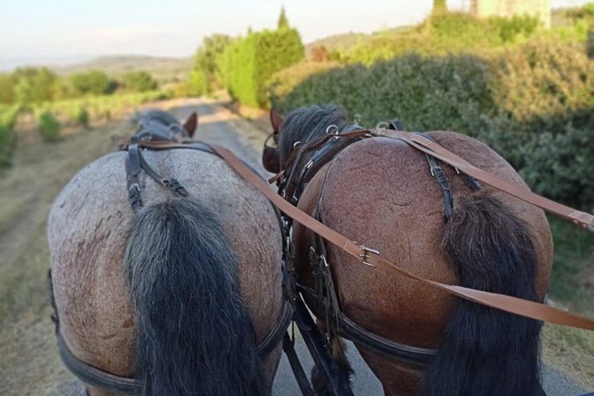 Carriage rides in the heart of the Luberon 2