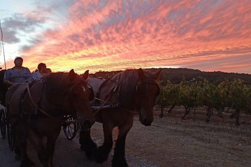 Carriage rides in the heart of the Luberon 2
