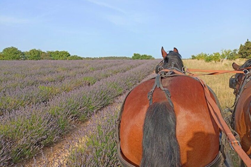 Carriage rides in the heart of the Luberon 1