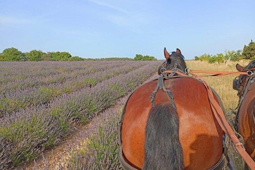 Carriage rides in the heart of the Luberon 1