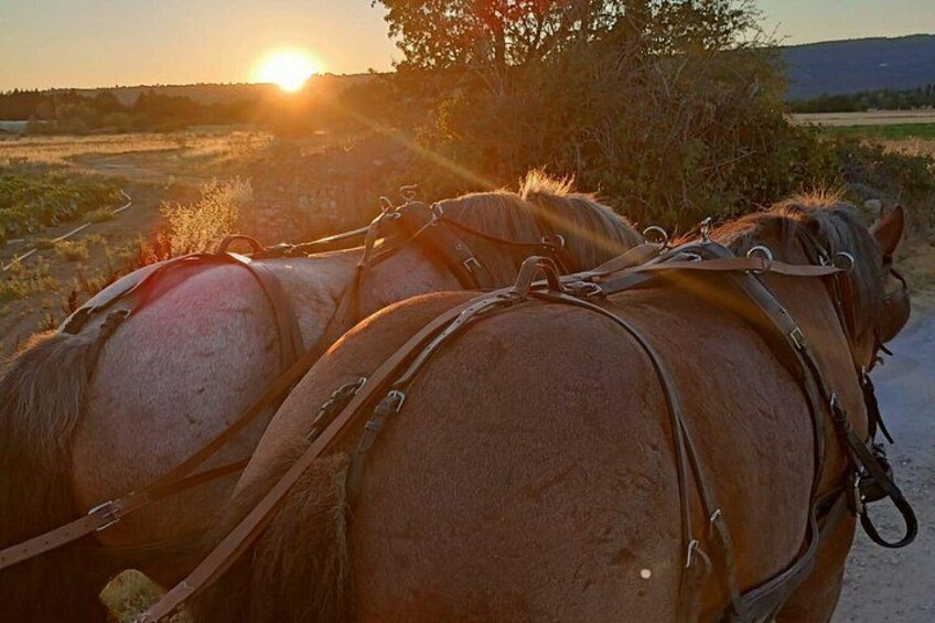 Carriage rides in the heart of the Luberon 4