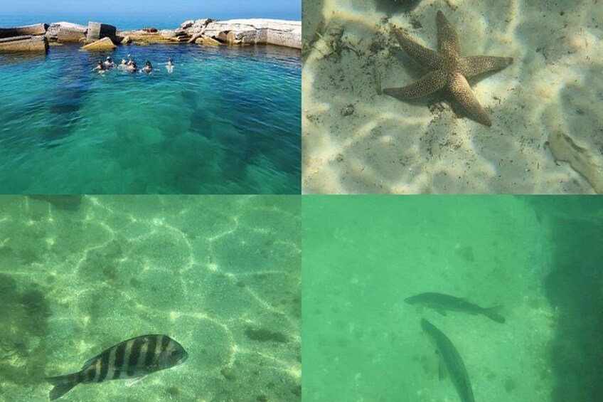 Boat tour with Watersports and snorkeling near st pete beach 2