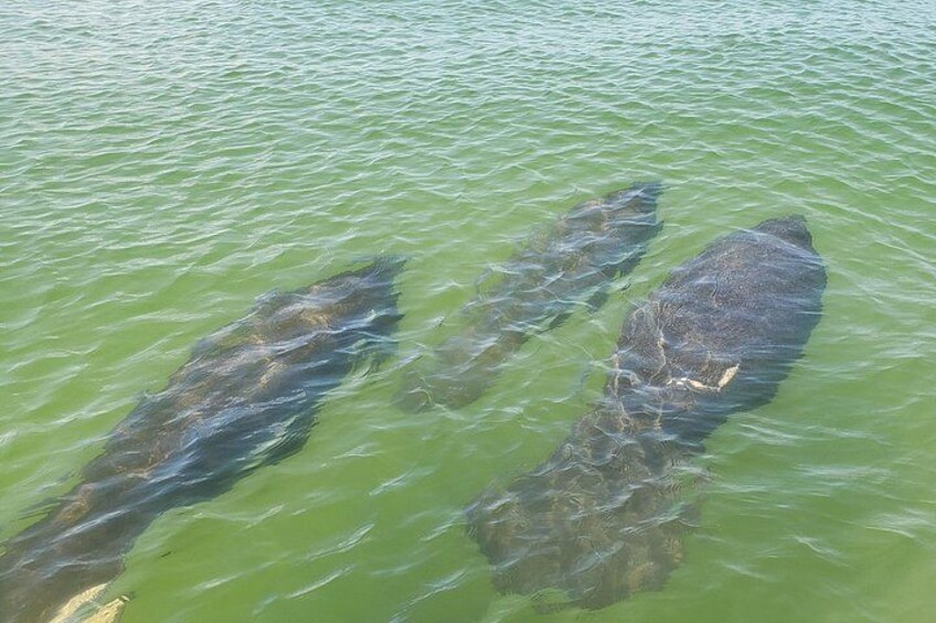 Deux gros poissons nagent dans une eau verdâtre. 3