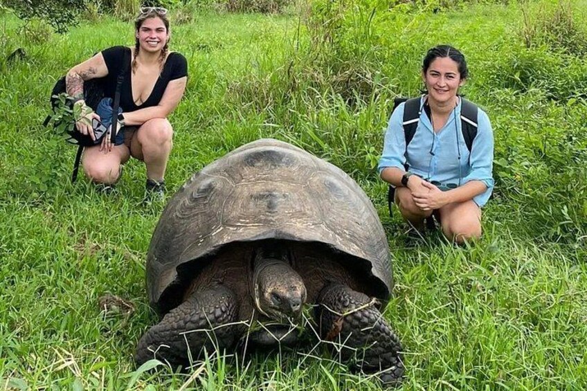 Eine große Schildkröte auf der Wiese, zwei Personen kauern daneben. 1