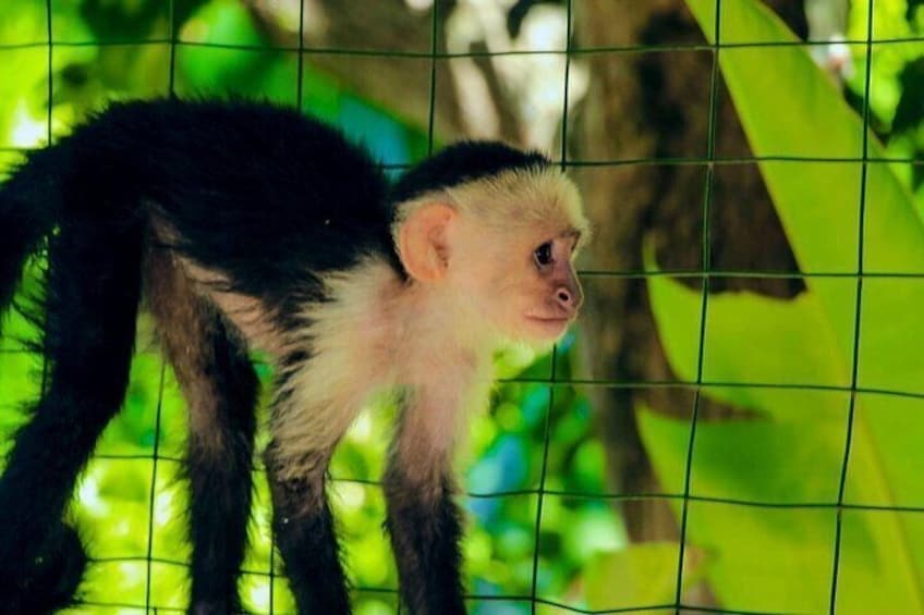 A monkey with black and white fur, standing behind a wire fence. 2