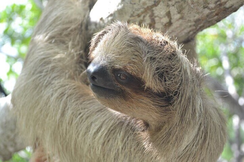 A sloth hanging from a tree branch. 1