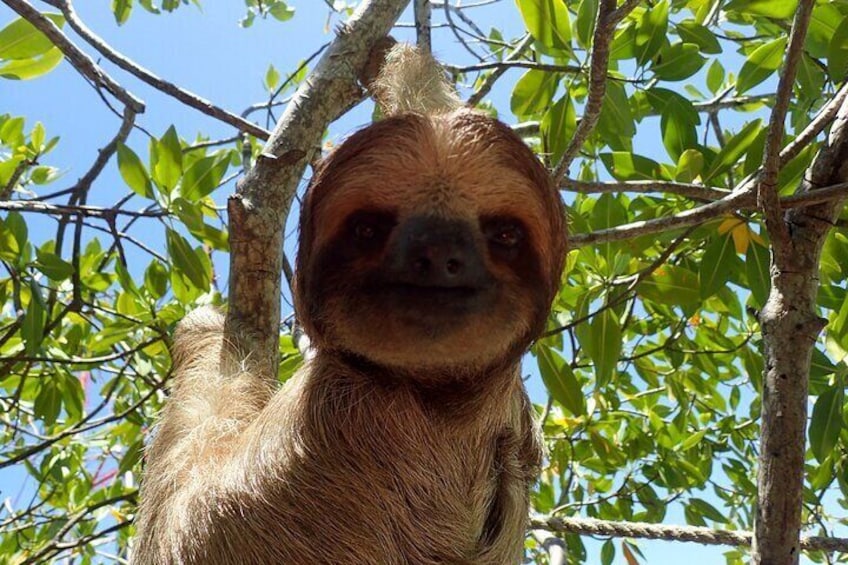 A sloth hanging from a tree branch. 5