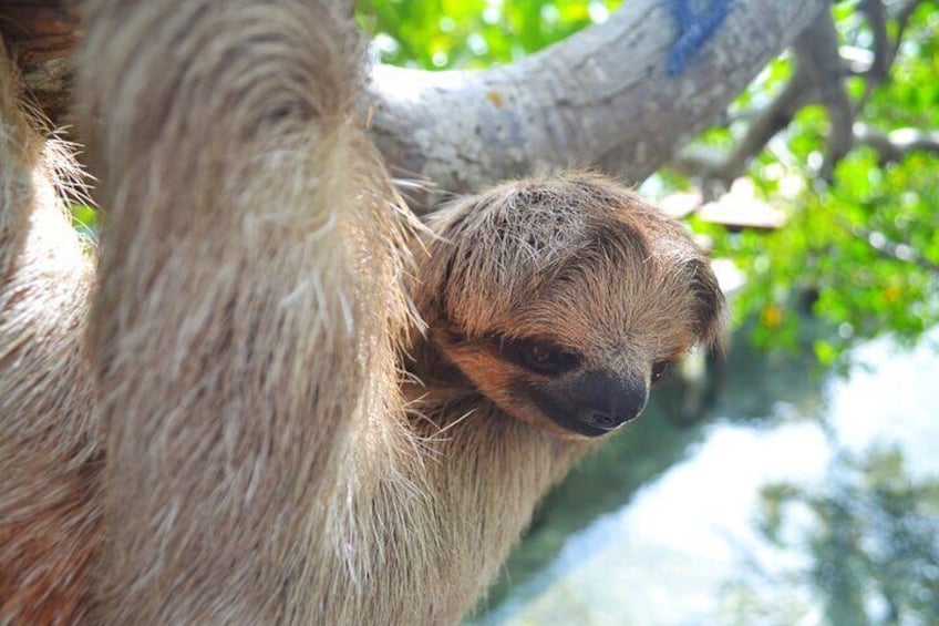 A sloth clinging to a tree branch. 3