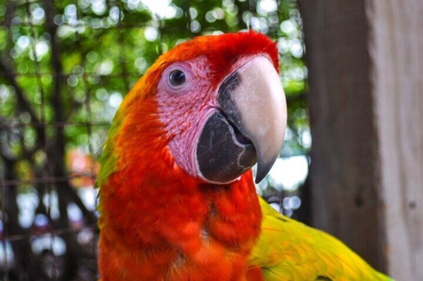 A close-up of a parrot with red and yellow feathers, a prominent beak, and a blurred green background. 4