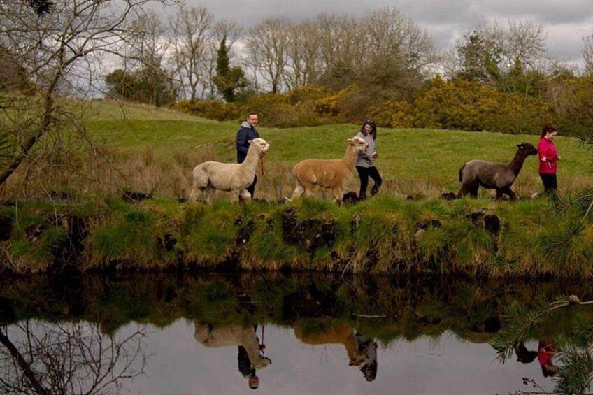 A group of people with sheep and a dog near a body of water. 3