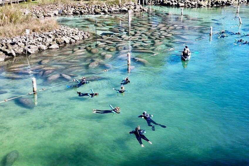 Crystal River Manatee Viewing & Sightseeing Boat Tour 3