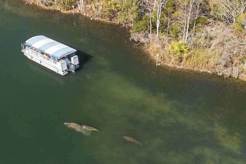 Crystal River Manatee Viewing & Sightseeing Boat Tour 2