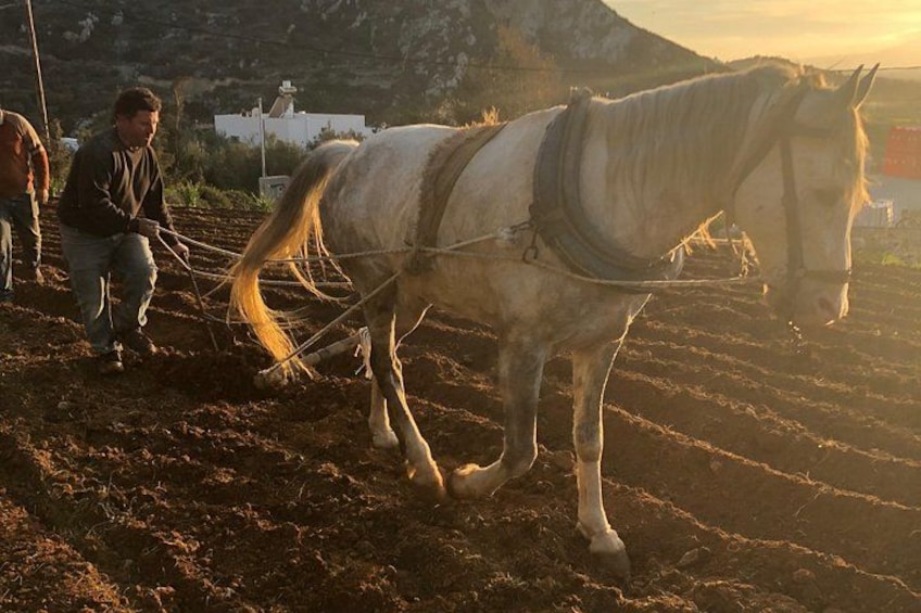 A horse being led by a person in a field with rows of crops. 3
