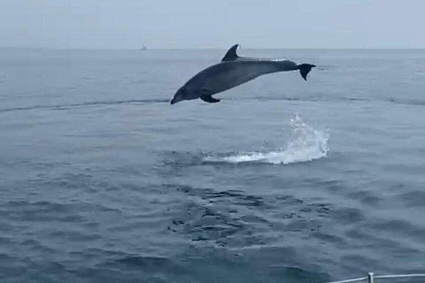 Private Sailing - dolphin Experience Estepona - drink & food - 4h 3