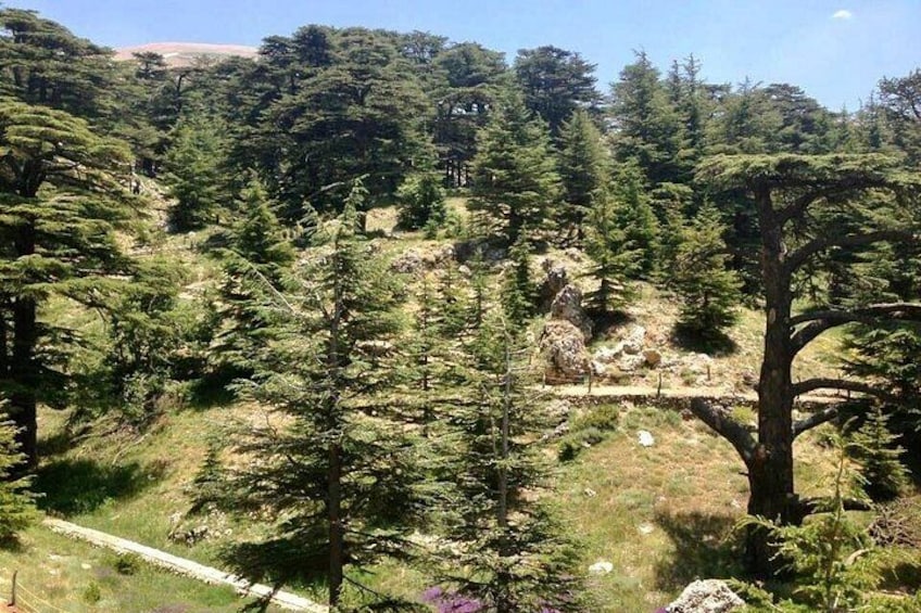 Une colline boisée avec un sentier de terre, des arbres et un affleurement rocheux. 2