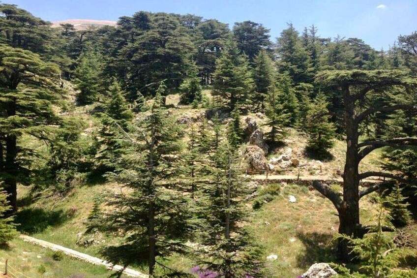 Cedars 2