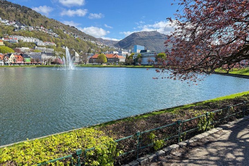 Un lago con una fuente, un árbol con flores rosadas y edificios al fondo. 3
