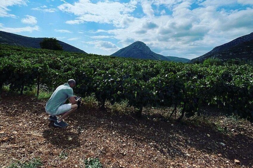 Premium Nemea Wine Tour from Athens, Nafplio or Nemea, with Oenologists 4