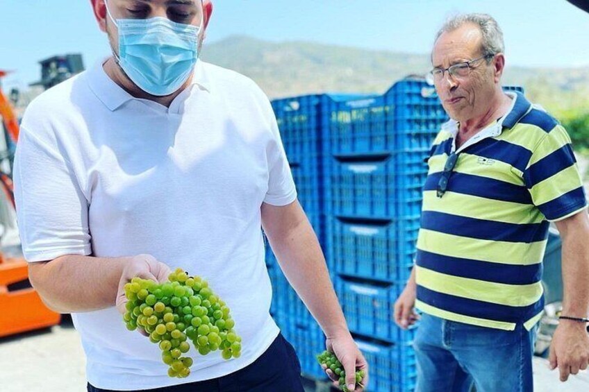 Premium Nemea Wine Tour from Athens, Nafplio or Nemea, with Oenologists 5