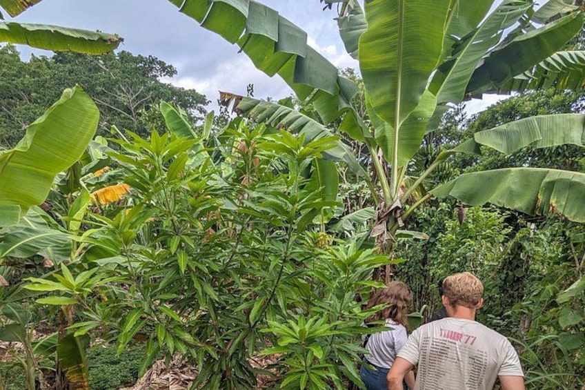 Guided tour among the fruit trees 1