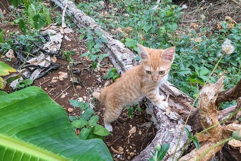 Kitten on the farm tour 5