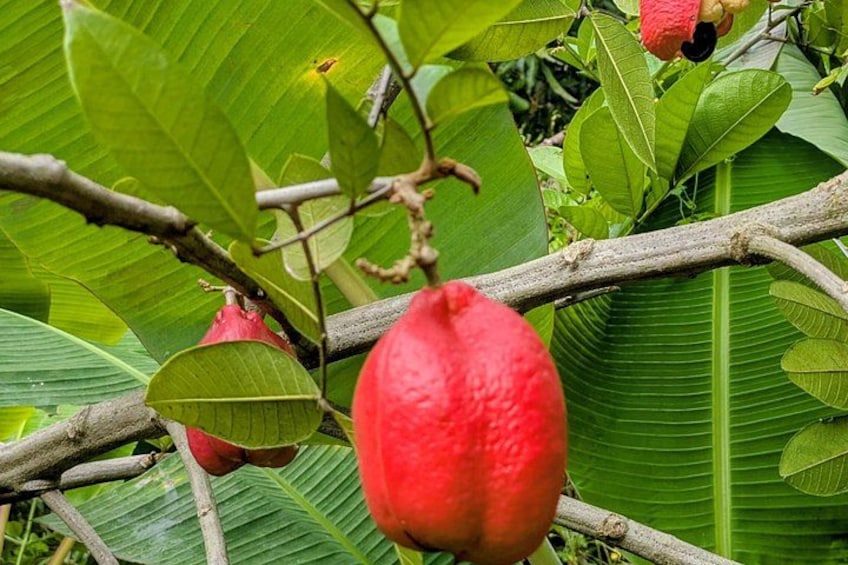 Jamaican Roots Tropical Farm Tour - Taste & Explore (Negril) 2hr 3