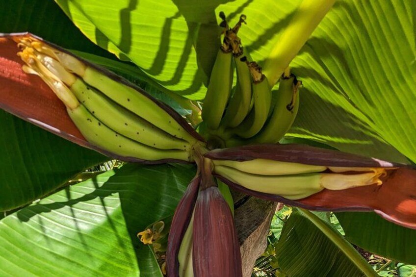 En bananplanta med gröna bananer och stora, gröna blad. 3