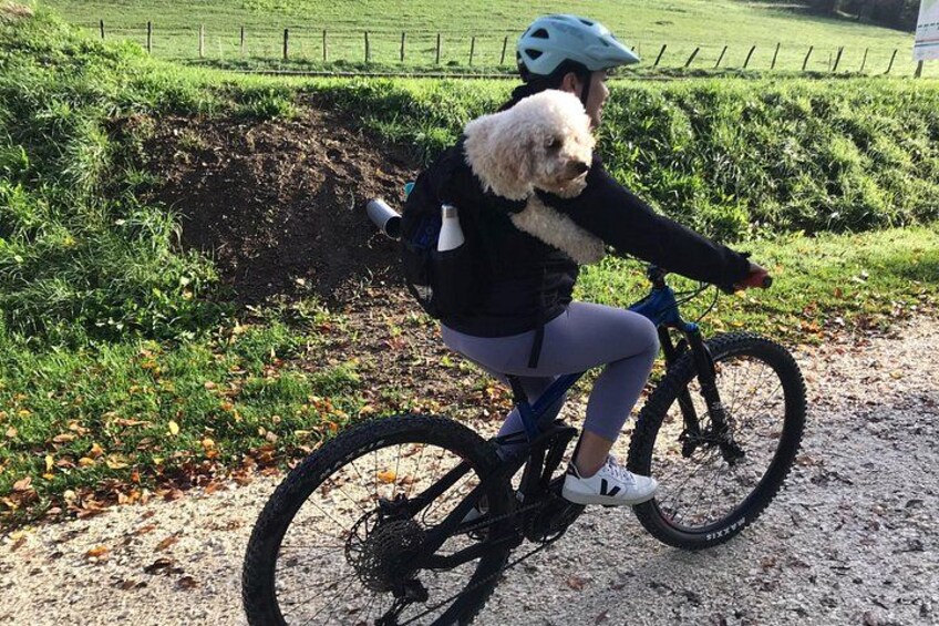 En person cykler med en hund på ryggen. 2