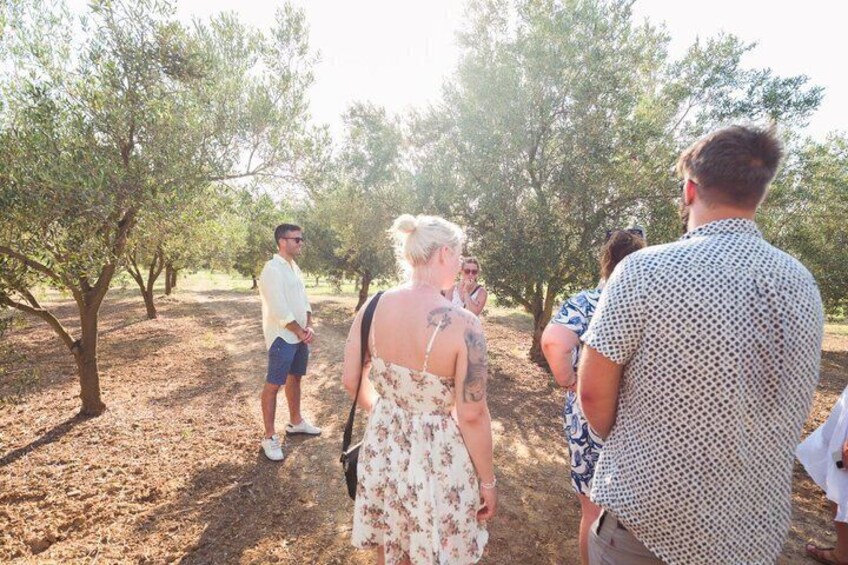 Balestrate Olive Grove Tour: Wine and Olive Oil Tasting 5
