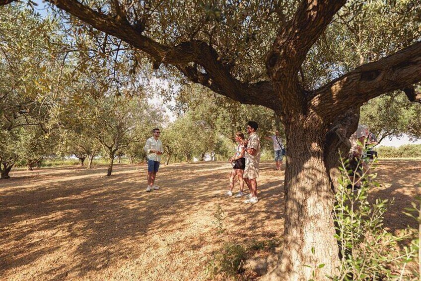 Authentic Sicily Family Olive Grove Tour & Oil & Wine Tasting 4