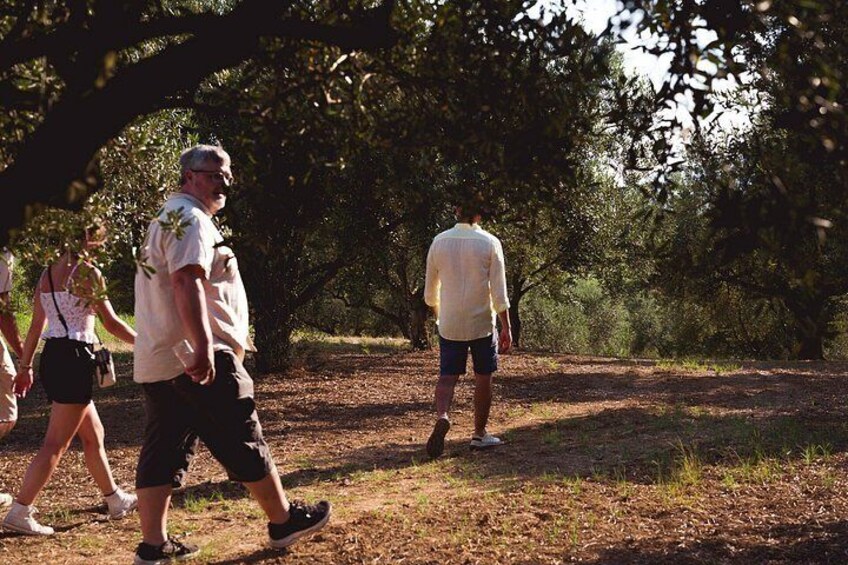 Authentic Sicily Family Olive Grove Tour & Oil & Wine Tasting 2