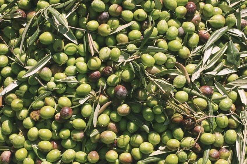 A pile of green olives with some brown ones, and olive branches. 2