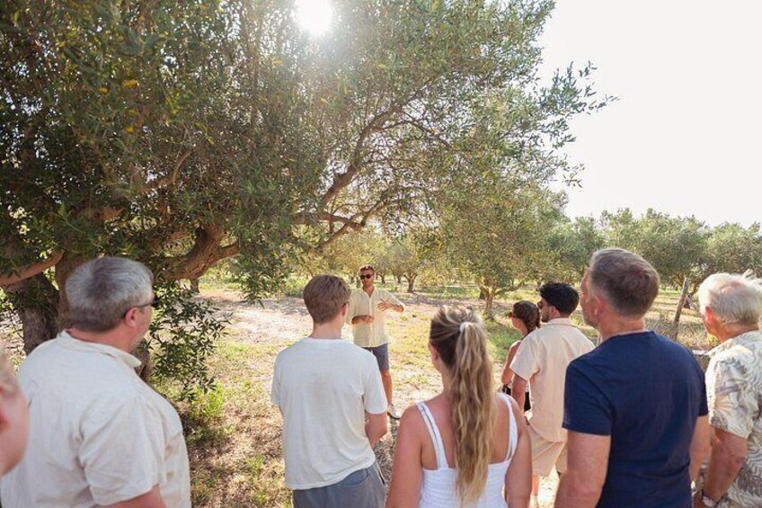 Authentic Sicily Family Olive Grove Tour & Oil & Wine Tasting 4