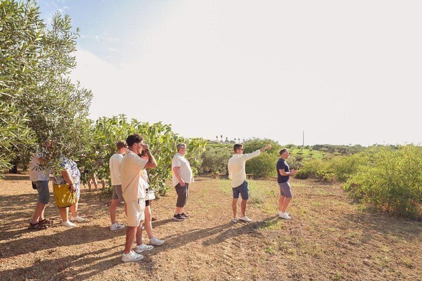 Authentic Sicily Family Olive Grove Tour & Oil & Wine Tasting 5
