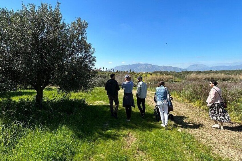 Olive Grove Tour with Wine & Olive Oil Tasting in Balestrate