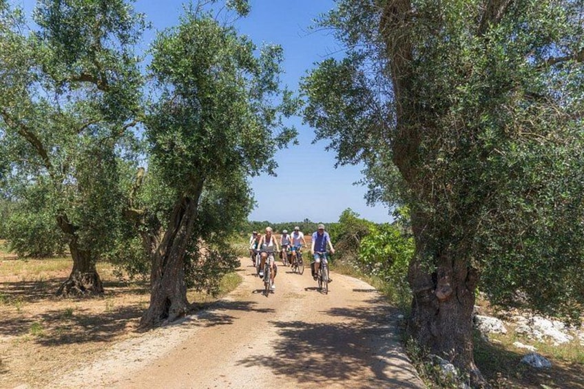 Ein Feldweg mit Radfahrern, umgeben von Olivenbäumen, der zu einer entfernten Aussicht führt. 2
