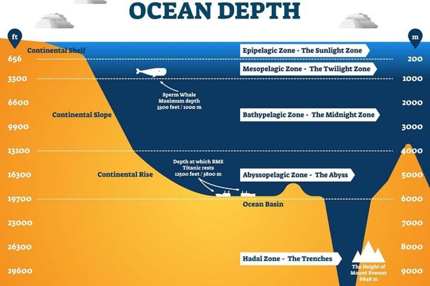 A cross-section of ocean depth with continental shelf, rise, and ocean basin. 4