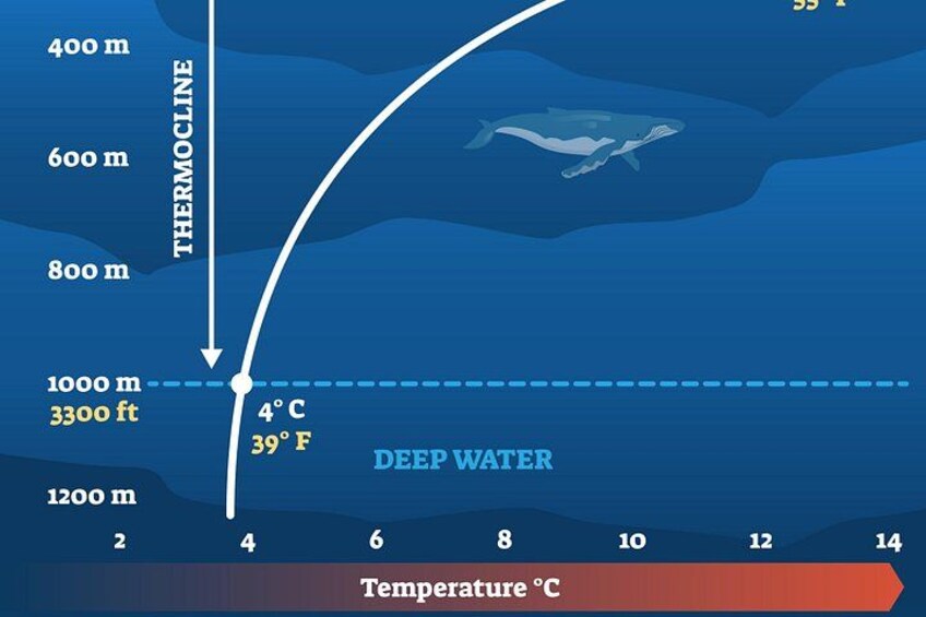 A graph of temperature against depth in water, with a whale depicted. 2