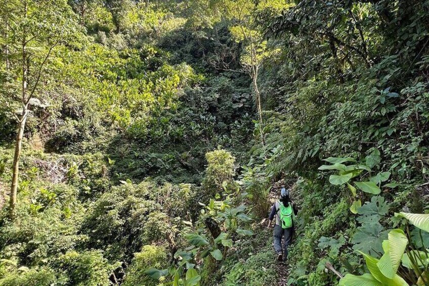 Quetzal Quest Birdwatching Adventure at Rey Tepepul Lookout