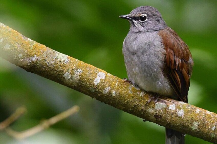 Quetzal Quest Birdwatching Adventure at Rey Tepepul Lookout