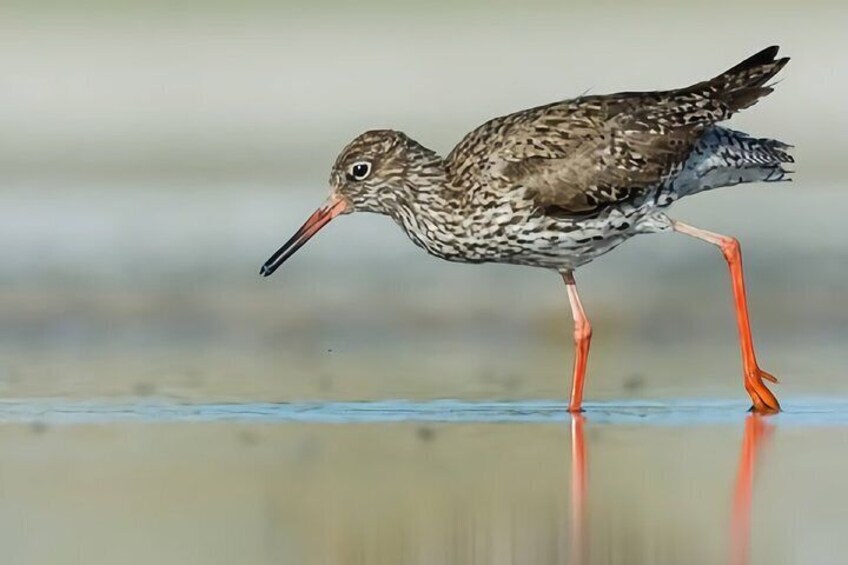 La Mancha Wetland Bird Watching