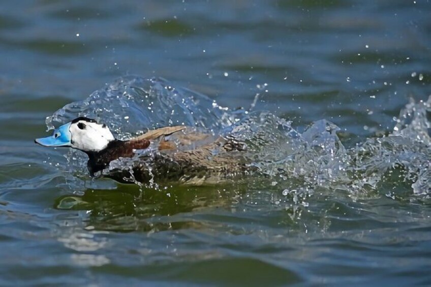 La Mancha Wetland Bird Watching