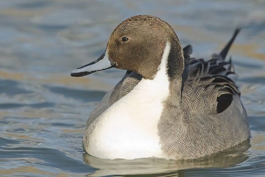 La Mancha Wetland Bird Watching